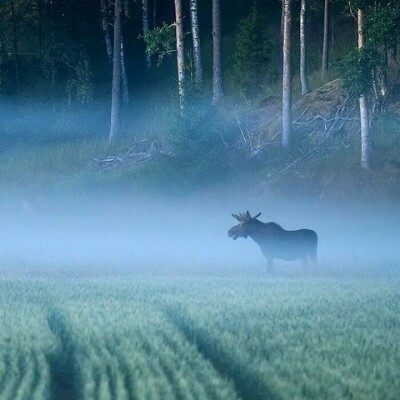 Прекрасные снимки дикой природы от финского фотографа Осси Сааринена (15 фото) Прекрасные снимки дикой природы от финского фотографа Осси Сааринена (15 фото)