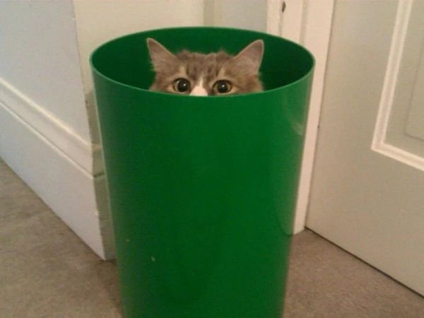 Котики и их забавные попытки слиться с окружением Котики и их забавные попытки слиться с окружением