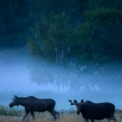 Прекрасные снимки дикой природы от финского фотографа Осси Сааринена (15 фото) Прекрасные снимки дикой природы от финского фотографа Осси Сааринена (15 фото)