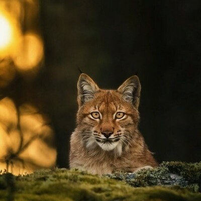 Прекрасные снимки дикой природы от финского фотографа Осси Сааринена (15 фото) Прекрасные снимки дикой природы от финского фотографа Осси Сааринена (15 фото)