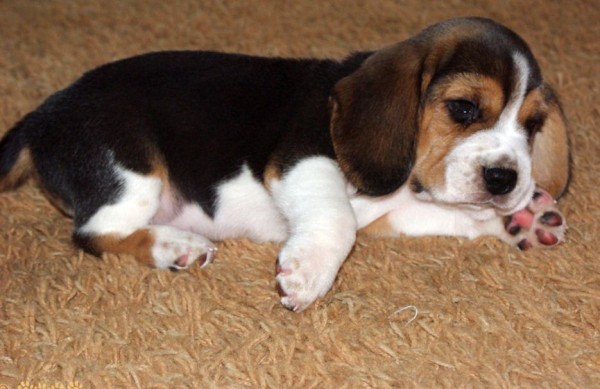 Эстонская гончая: фото и характеристики, особенности ухода