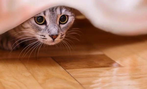 Котики и их забавные попытки слиться с окружением Котики и их забавные попытки слиться с окружением