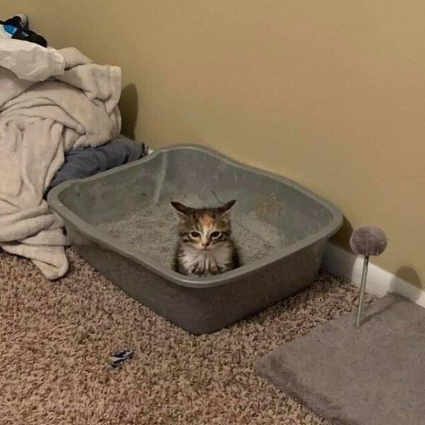 Котейки, которые вызовут улыбку (30 фото)