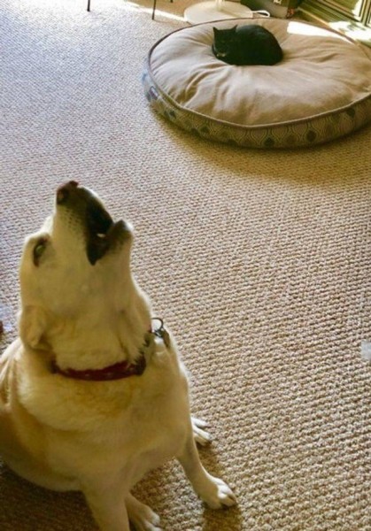 Настроение и эмоции в фотографиях с четвероногими любимцами (30 фото) Настроение и эмоции в фотографиях с четвероногими любимцами (30 фото)