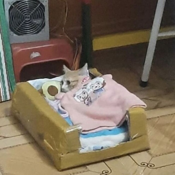 Котейки, которые вызовут улыбку (30 фото)