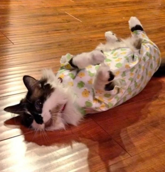 Хозяева наряжают питомцев в пижамы, курточки и штанишки как ценителей моды Хозяева наряжают питомцев в пижамы, курточки и штанишки как ценителей моды