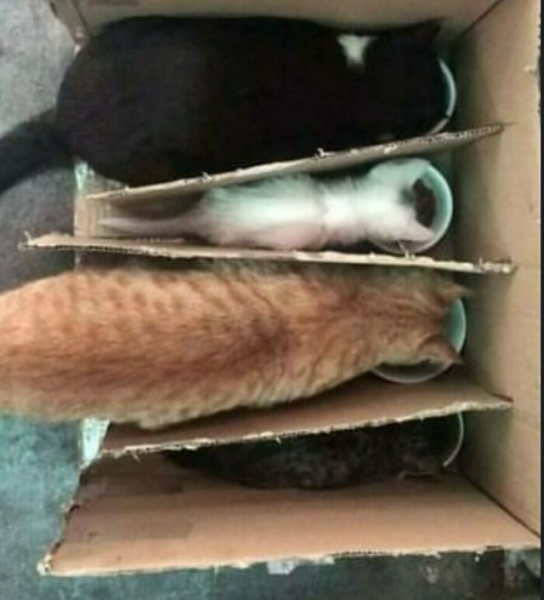 Котейки, которые вызовут улыбку (30 фото)