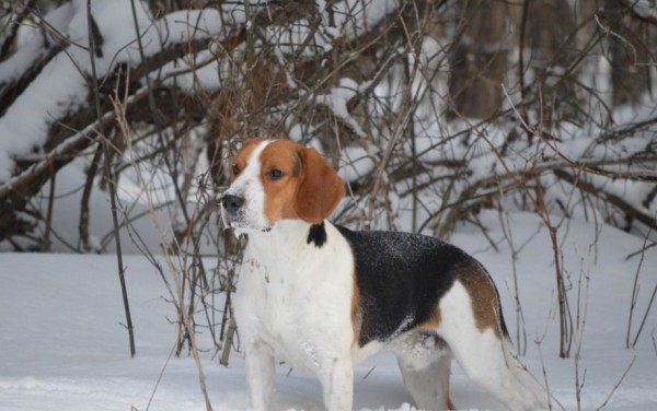 Эстонская гончая: фото и характеристики, особенности ухода