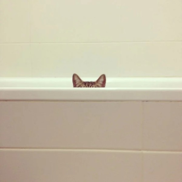 Котики и их забавные попытки слиться с окружением Котики и их забавные попытки слиться с окружением