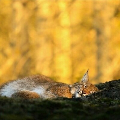 Прекрасные снимки дикой природы от финского фотографа Осси Сааринена (15 фото) Прекрасные снимки дикой природы от финского фотографа Осси Сааринена (15 фото)
