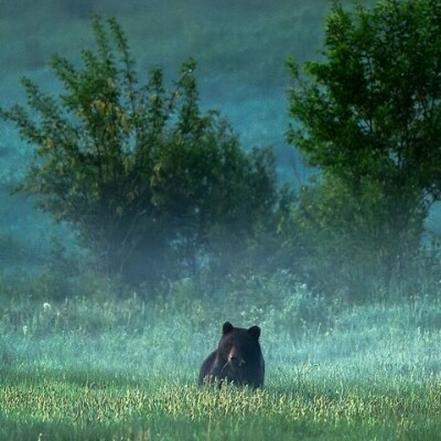 Прекрасные снимки дикой природы от финского фотографа Осси Сааринена (15 фото) Прекрасные снимки дикой природы от финского фотографа Осси Сааринена (15 фото)