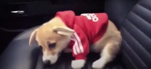 Домашние любимцы совершенно не понимают, за что их ругают Домашние любимцы совершенно не понимают, за что их ругают