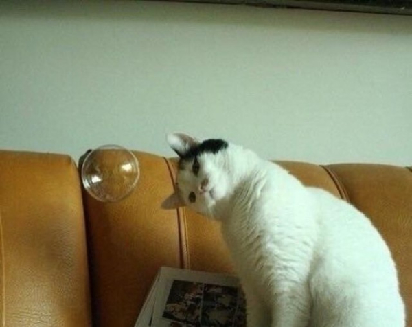 Котейки, которые вызовут улыбку (30 фото)