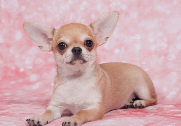 7 животных, у которых есть собственные виллы, слуги и миллионные счета в банках 7 животных, у которых есть собственные виллы, слуги и миллионные счета в банках