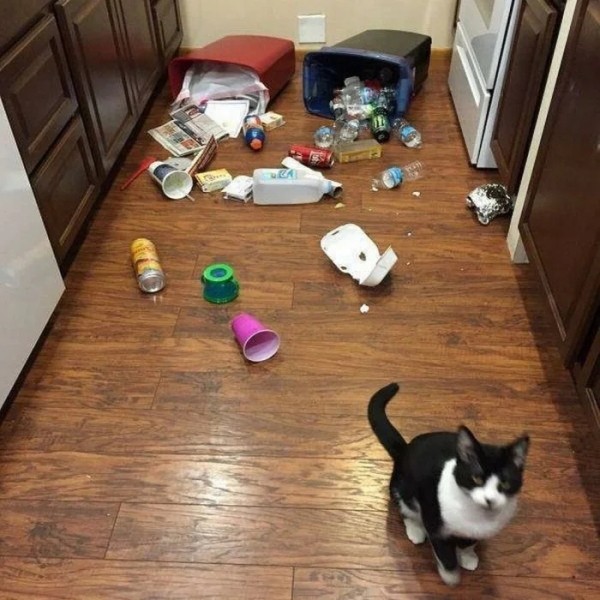 Домашние любимцы совершенно не понимают, за что их ругают Домашние любимцы совершенно не понимают, за что их ругают