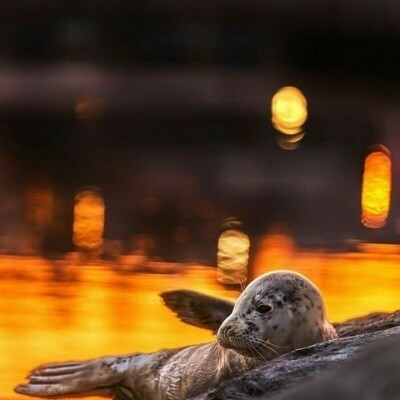 Прекрасные снимки дикой природы от финского фотографа Осси Сааринена (15 фото) Прекрасные снимки дикой природы от финского фотографа Осси Сааринена (15 фото)