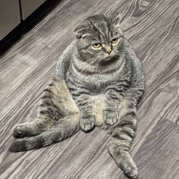 Настроение и эмоции в фотографиях с четвероногими любимцами (30 фото) Настроение и эмоции в фотографиях с четвероногими любимцами (30 фото)