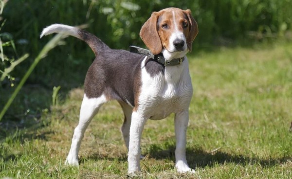 Эстонская гончая: фото и характеристики, особенности ухода Эстонская гончая: фото и характеристики, особенности ухода