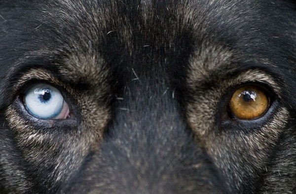 Глаза собачьи смотрят прямо в душу (20 фото) Глаза собачьи смотрят прямо в душу (20 фото)