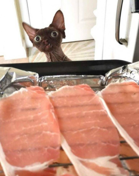 Настроение и эмоции в фотографиях с четвероногими любимцами (30 фото) Настроение и эмоции в фотографиях с четвероногими любимцами (30 фото)