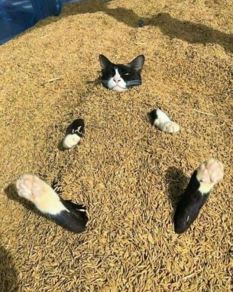 Котейки, которые вызовут улыбку (30 фото)