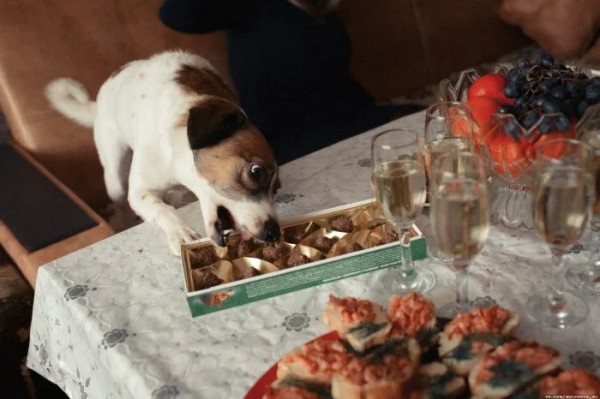 Домашние любимцы совершенно не понимают, за что их ругают Домашние любимцы совершенно не понимают, за что их ругают