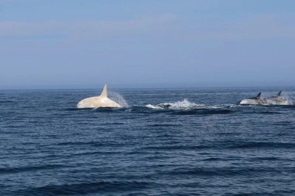 Фотограф запечатлел редкую белую косатку в японских водах (3 фото) Фотограф запечатлел редкую белую косатку в японских водах (3 фото)