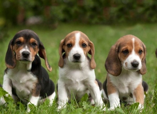 Эстонская гончая: фото и характеристики, особенности ухода