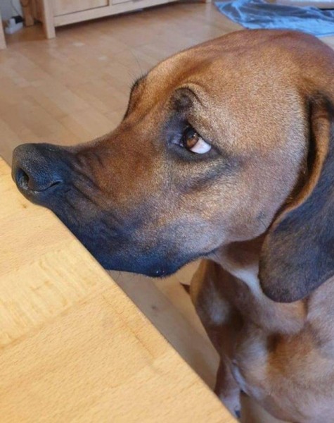 Настроение и эмоции в фотографиях с четвероногими любимцами (30 фото) Настроение и эмоции в фотографиях с четвероногими любимцами (30 фото)