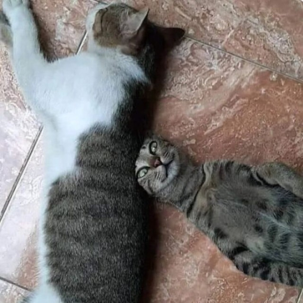 Котейки, которые вызовут улыбку (30 фото)