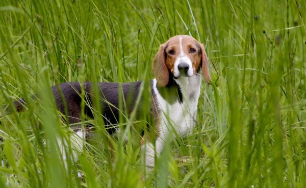 Эстонская гончая: фото и характеристики, особенности ухода