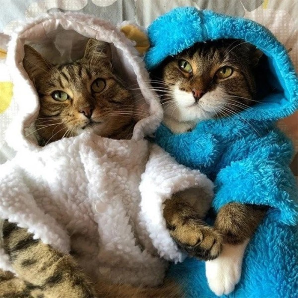 Хозяева наряжают питомцев в пижамы, курточки и штанишки как ценителей моды Хозяева наряжают питомцев в пижамы, курточки и штанишки как ценителей моды