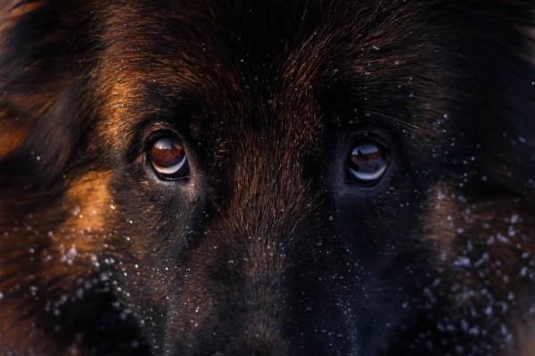 Глаза собачьи смотрят прямо в душу (20 фото) Глаза собачьи смотрят прямо в душу (20 фото)