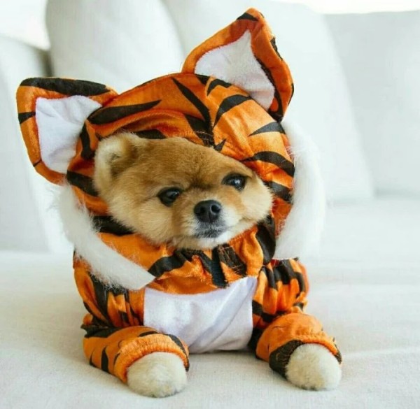 Хозяева наряжают питомцев в пижамы, курточки и штанишки как ценителей моды Хозяева наряжают питомцев в пижамы, курточки и штанишки как ценителей моды