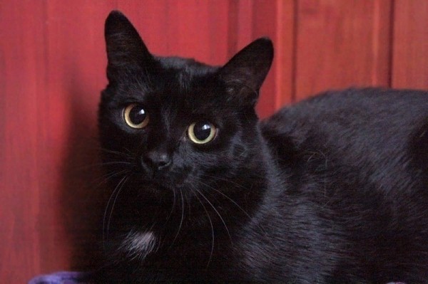 7 животных, у которых есть собственные виллы, слуги и миллионные счета в банках 7 животных, у которых есть собственные виллы, слуги и миллионные счета в банках