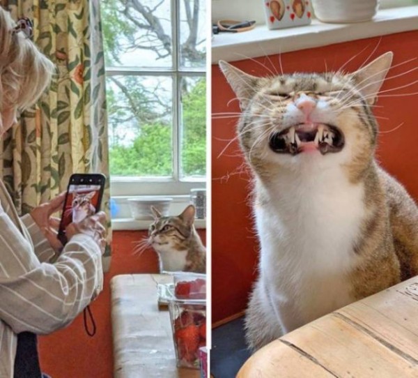 Настроение и эмоции в фотографиях с четвероногими любимцами (30 фото) Настроение и эмоции в фотографиях с четвероногими любимцами (30 фото)