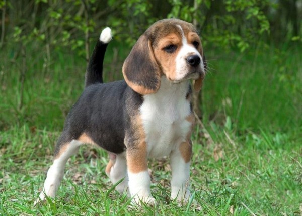 Эстонская гончая: фото и характеристики, особенности ухода