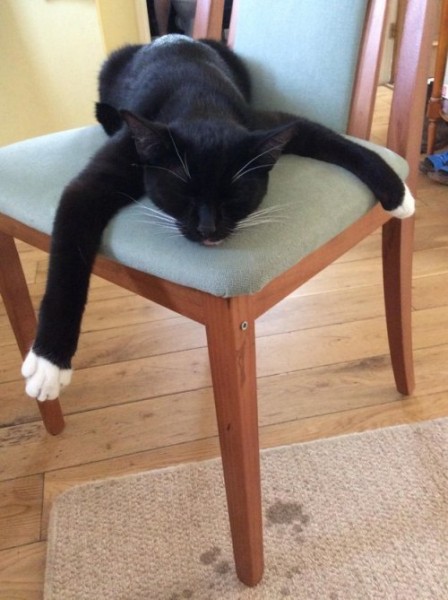 Настроение и эмоции в фотографиях с четвероногими любимцами (30 фото) Настроение и эмоции в фотографиях с четвероногими любимцами (30 фото)