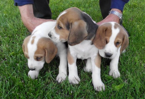 Эстонская гончая: фото и характеристики, особенности ухода Эстонская гончая: фото и характеристики, особенности ухода