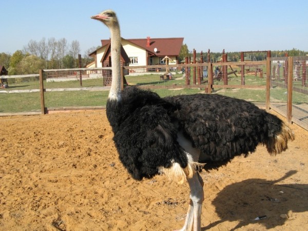 7 животных, которых запрещено содержать в домашних условиях c 1 января 2020 года 7 животных, которых запрещено содержать в домашних условиях c 1 января 2020 года