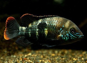 Акара бирюзовая: особенности содержания и размножения Акара бирюзовая: особенности содержания и размножения