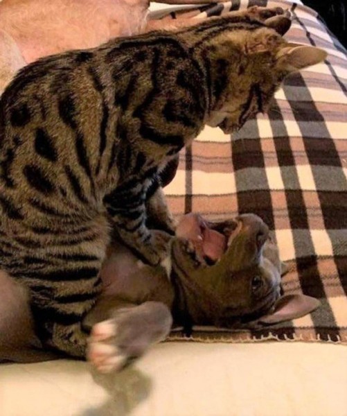 Настроение и эмоции в фотографиях с четвероногими любимцами (30 фото) Настроение и эмоции в фотографиях с четвероногими любимцами (30 фото)