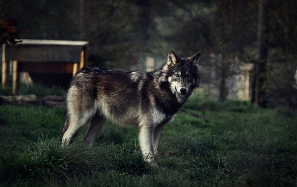 7 животных, которых запрещено содержать в домашних условиях c 1 января 2020 года 7 животных, которых запрещено содержать в домашних условиях c 1 января 2020 года