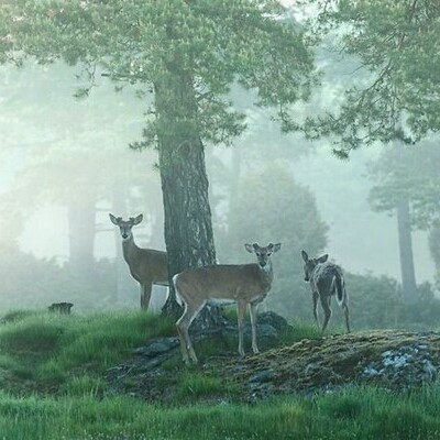 Прекрасные снимки дикой природы от финского фотографа Осси Сааринена (15 фото) Прекрасные снимки дикой природы от финского фотографа Осси Сааринена (15 фото)