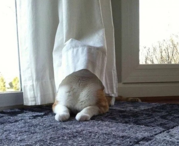 Котики и их забавные попытки слиться с окружением Котики и их забавные попытки слиться с окружением