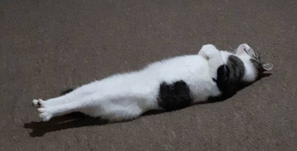 Настроение и эмоции в фотографиях с четвероногими любимцами (30 фото) Настроение и эмоции в фотографиях с четвероногими любимцами (30 фото)