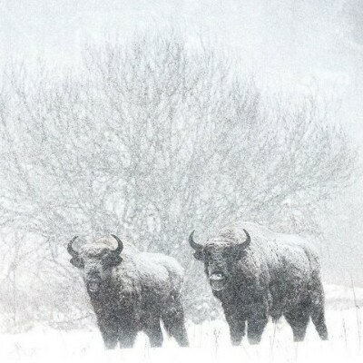 Прекрасные снимки дикой природы от финского фотографа Осси Сааринена (15 фото) Прекрасные снимки дикой природы от финского фотографа Осси Сааринена (15 фото)