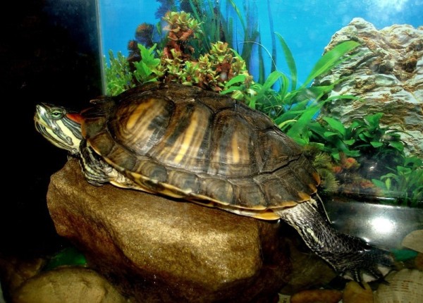 7 животных, которых запрещено содержать в домашних условиях c 1 января 2020 года 7 животных, которых запрещено содержать в домашних условиях c 1 января 2020 года