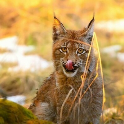 Прекрасные снимки дикой природы от финского фотографа Осси Сааринена (15 фото) Прекрасные снимки дикой природы от финского фотографа Осси Сааринена (15 фото)