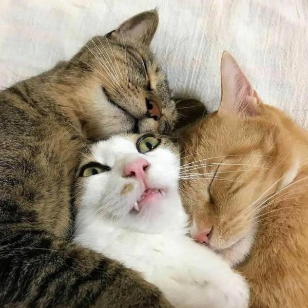 Настроение и эмоции в фотографиях с четвероногими любимцами (30 фото) Настроение и эмоции в фотографиях с четвероногими любимцами (30 фото)